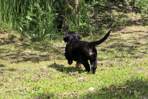 Pinja
