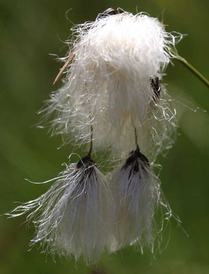 schlankes Wollgras (Eriophorum gracile)