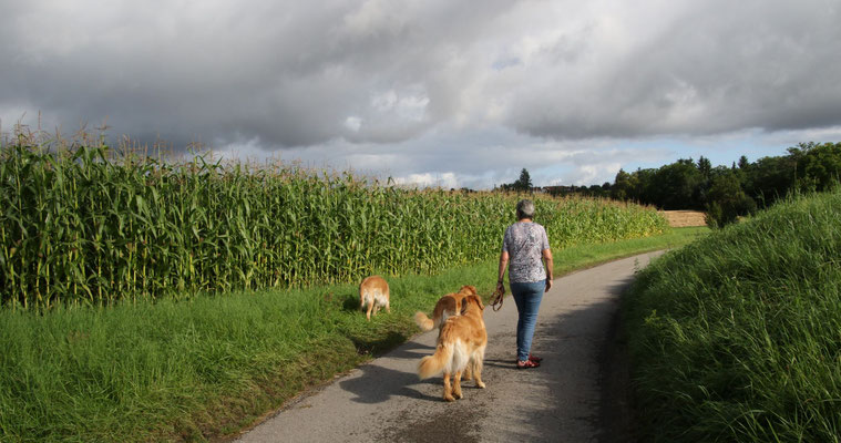 Gassirunde, auch wenn dunkle Wolken drohen...
