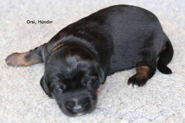 Hündin, Halsband gelb