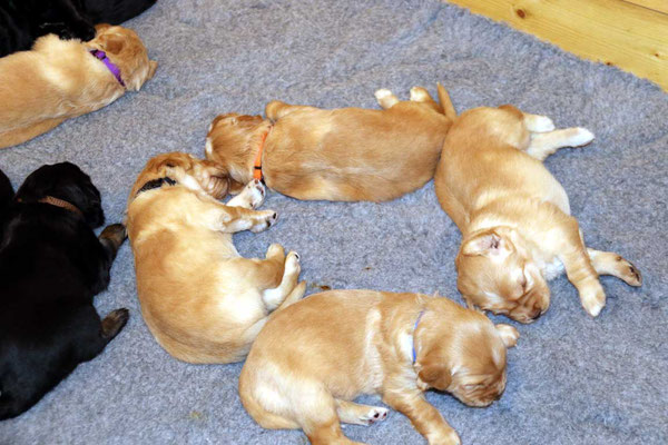 das blonde Quadrat