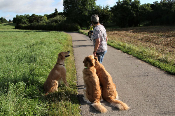 Radfahrer in Sicht und die Hunde zeigen ihre gute Erziehung