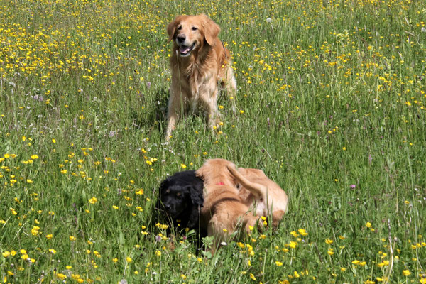 Pinja, Pietje, Pauli