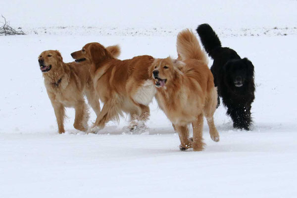 Lycka, Jule, Ostara und Joy (von links nach rechts)