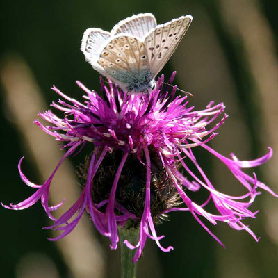 Flockenblume (Skabiose) mit Bläuling