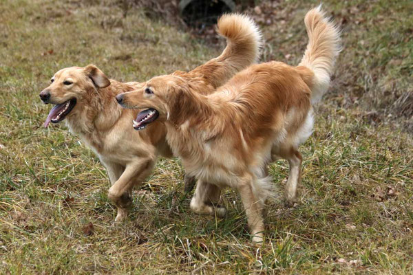 05.01.2016 - links Lycka, rechts Jule