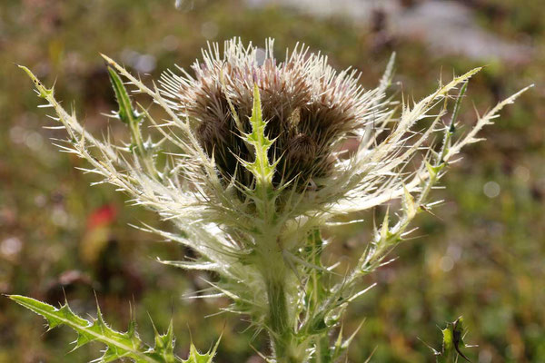 Kratzdistel (Cirsium angustispinosissimum)
