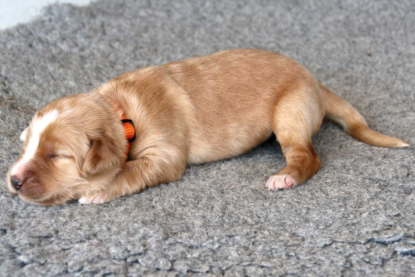 Hündin, Halsband orange