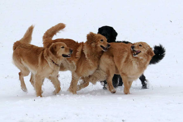 Lycka, Jule, Ostara und Joy (schwarz)