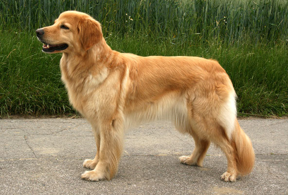 Agneta v. Sommerbostel, genannt Lola, 4 Jahre alt