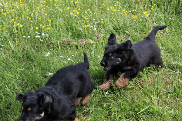 Panja und Pinja