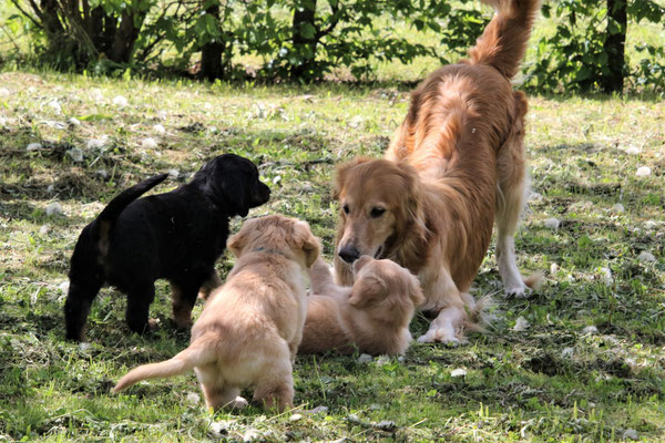Pinja, Patchouli, Pietje
