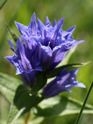 Schwalbenwurz-Enzian (Gentiana asclepiadea)