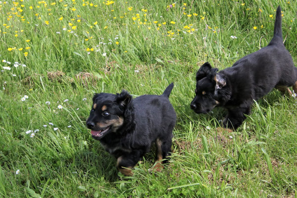 Panja und Pinja