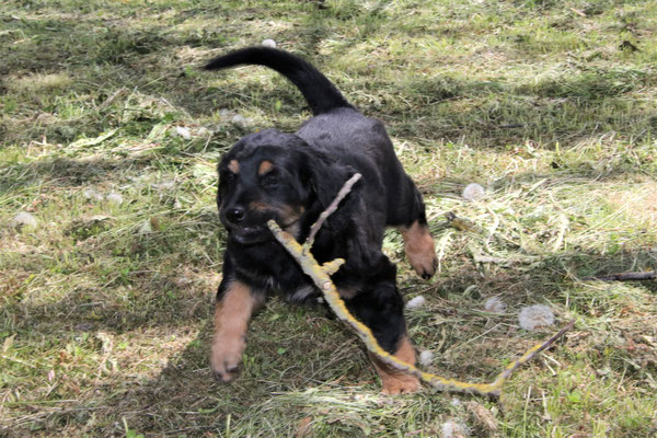 Panja