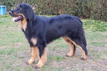 Orsi vom Gültsteiner Tor