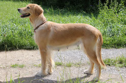 Jule in der pflegeleichten Kurzhaar-Version