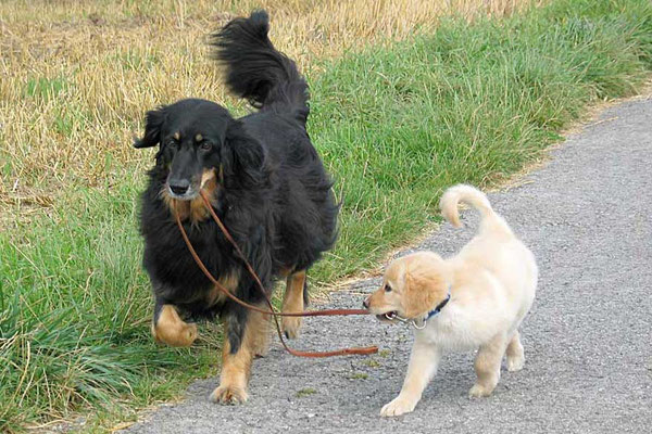 Kaline mit Lola (10 Wochen alt)